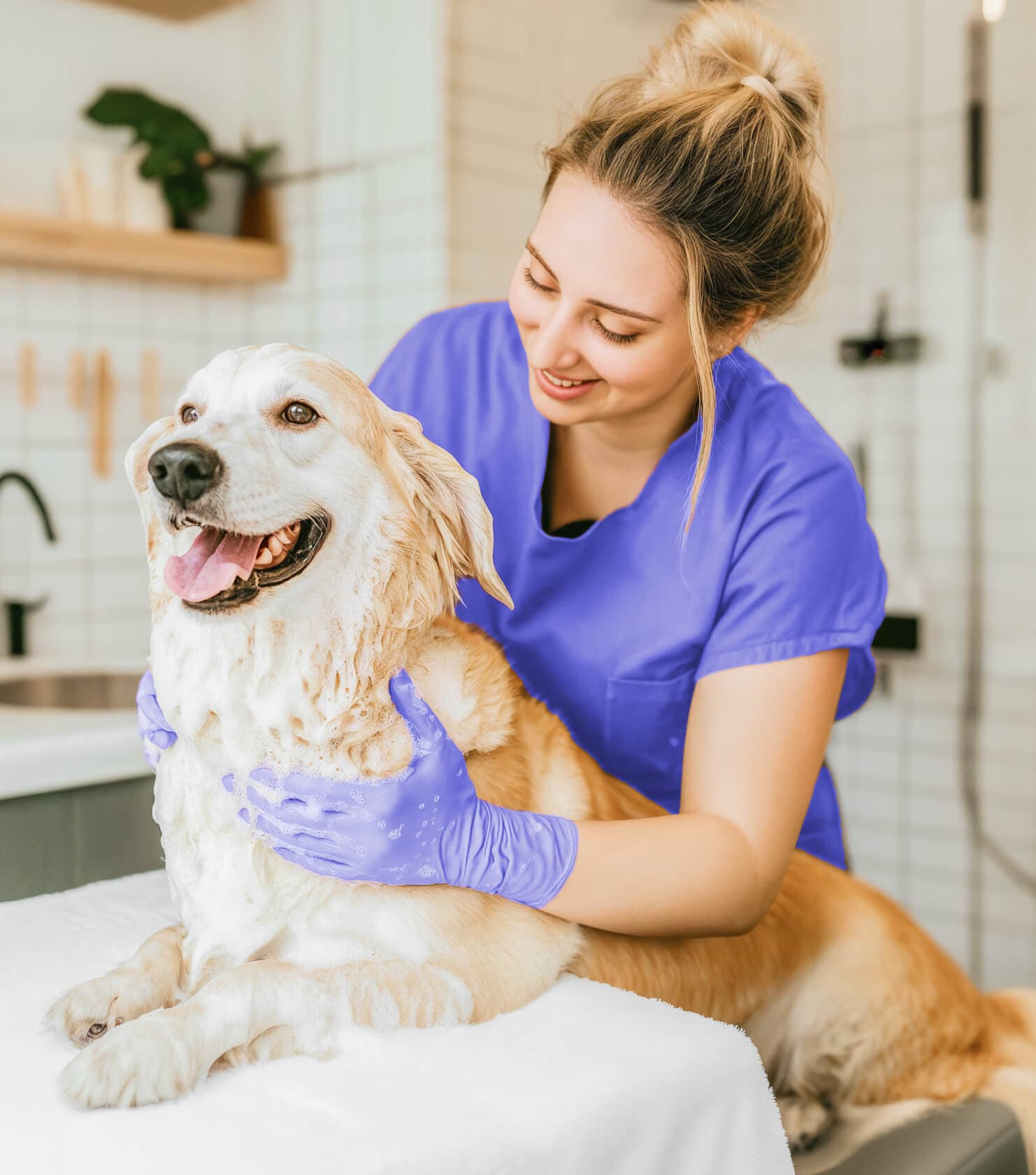 Groomer bañando a un golden retriever