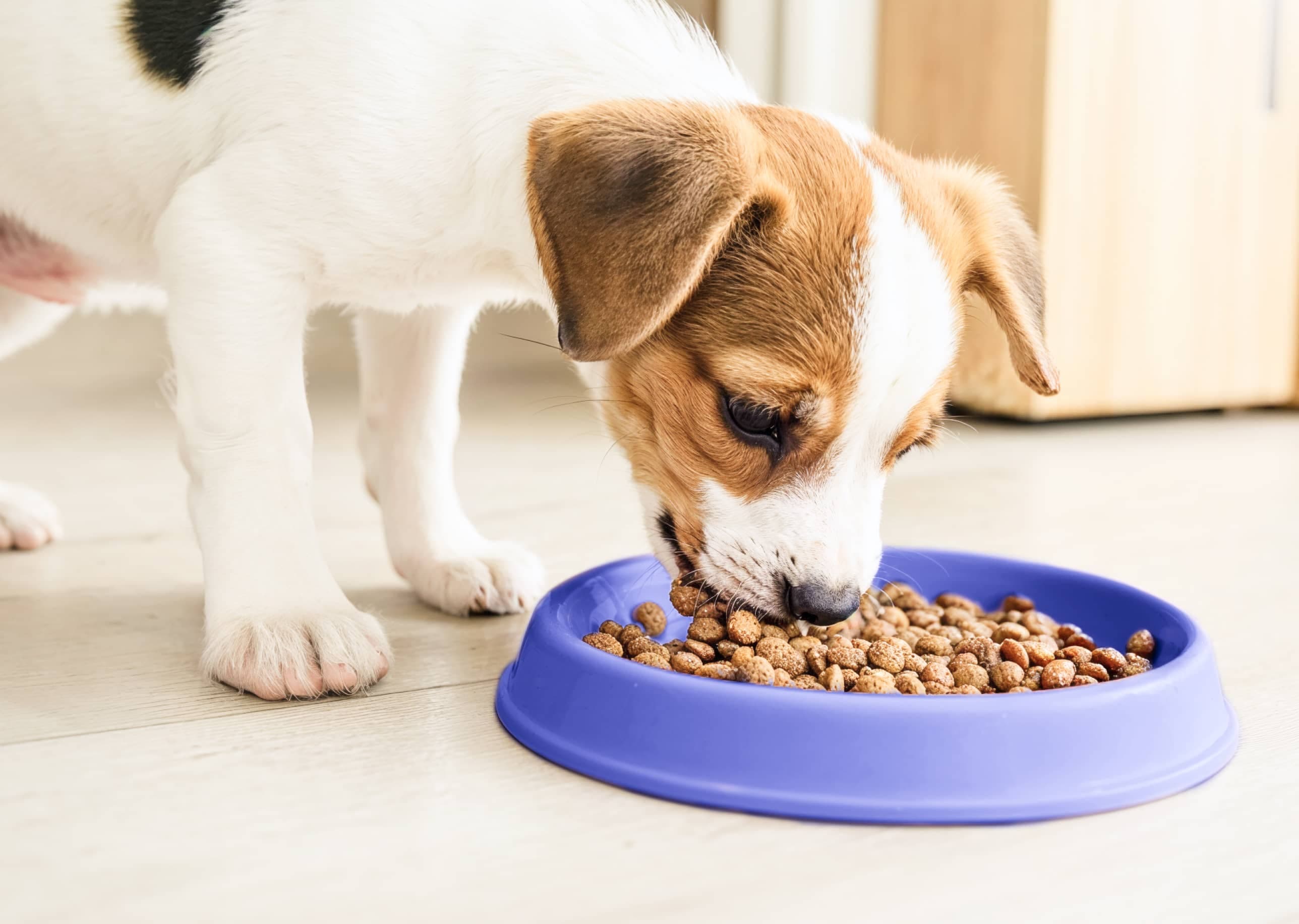 Cachorro comiendo de un plato morado