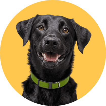 Perro labrador negro
