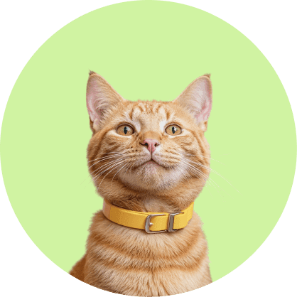 Gato atigrado naranja