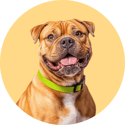 Perro bóxer