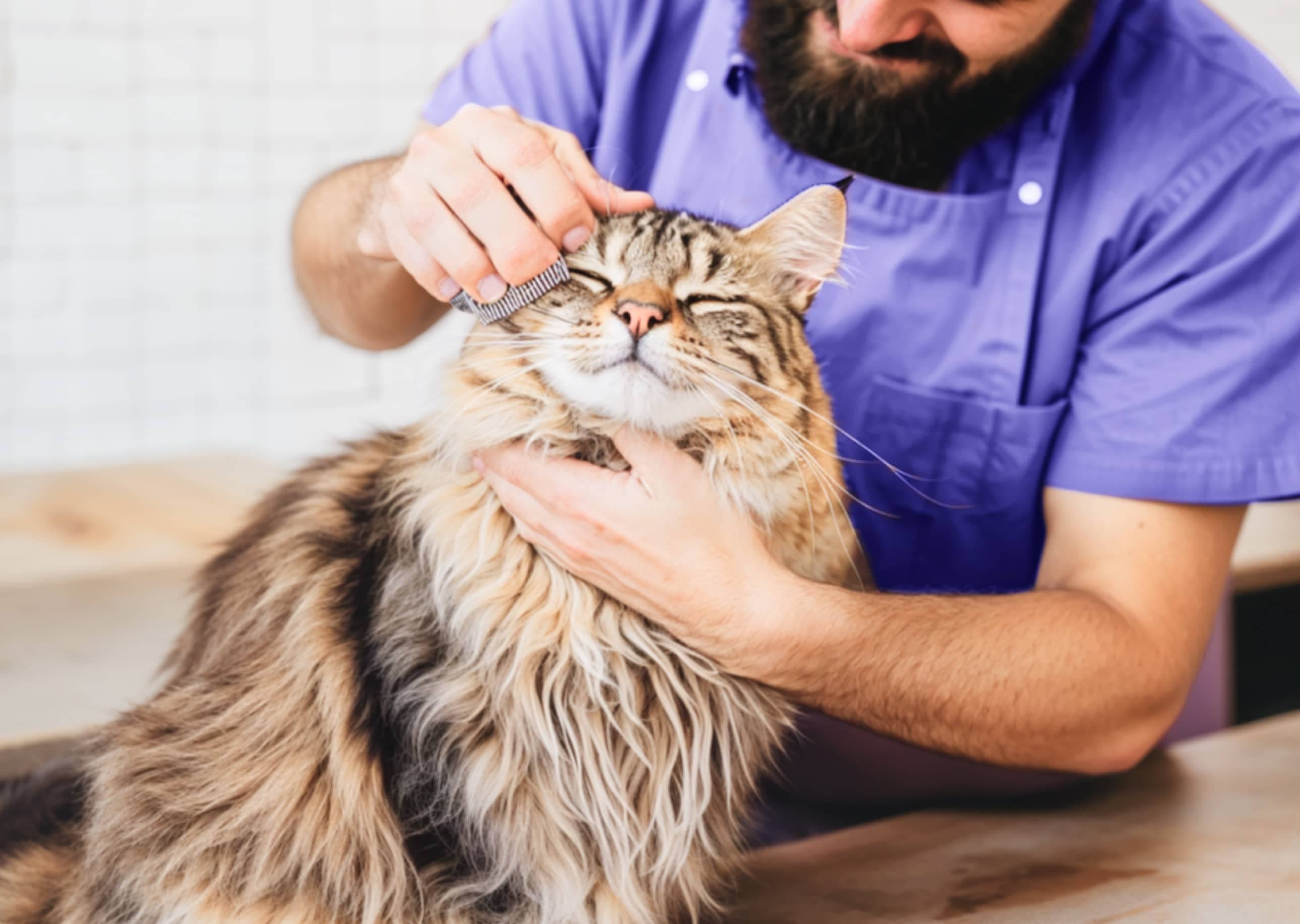 Groomer revisando el pelaje de un gato