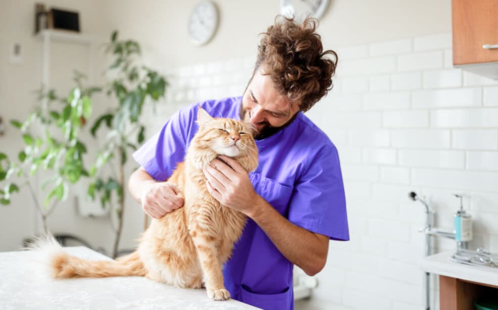 Groomer cargando a un gato naranja