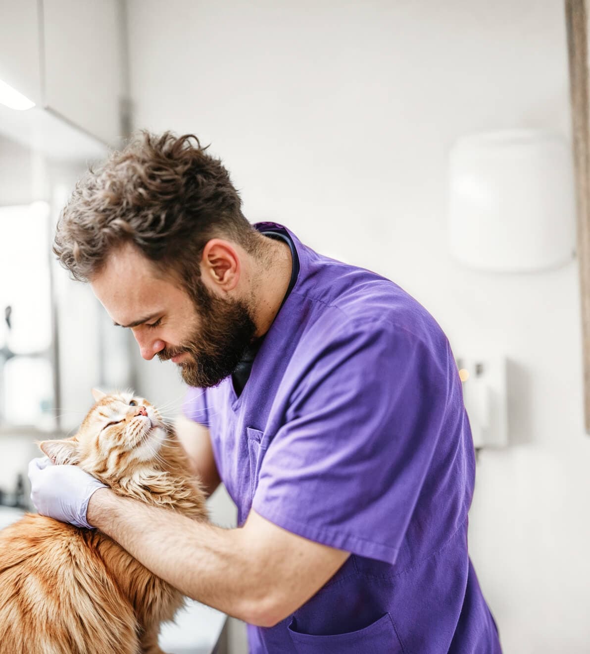 Groomer acariciando a un gato naranja