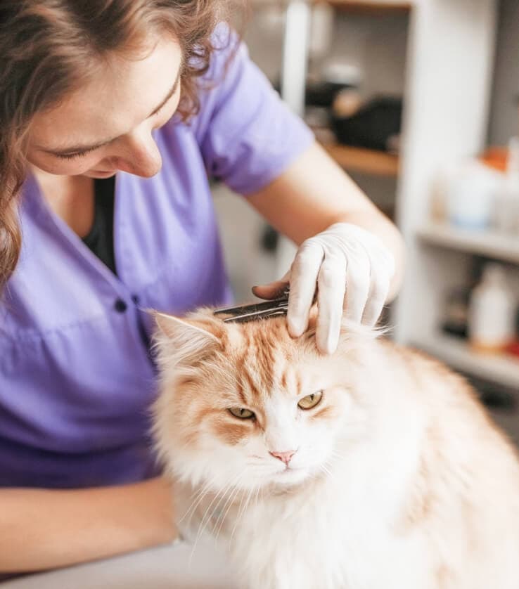 Groomer revisando a un gato